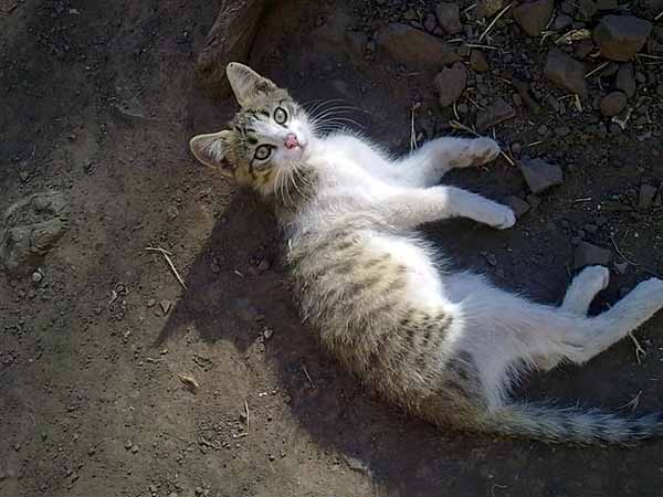  Chevrolet SPARK 2012    EN DESARME